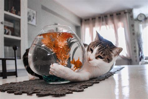 貓咪禁忌 風水魚缸尺寸